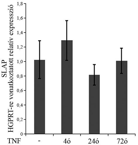 24. ábra: A TNF nem befolyásolja SLAP mrns mennyiségét. Jurkat sejtek különböző idejű TNF (40 ng/ml) kezelését követően mrns-t izoláltunk, majd valós idejű RT PCRrel vizsgáltuk a SLAP expresszióját.