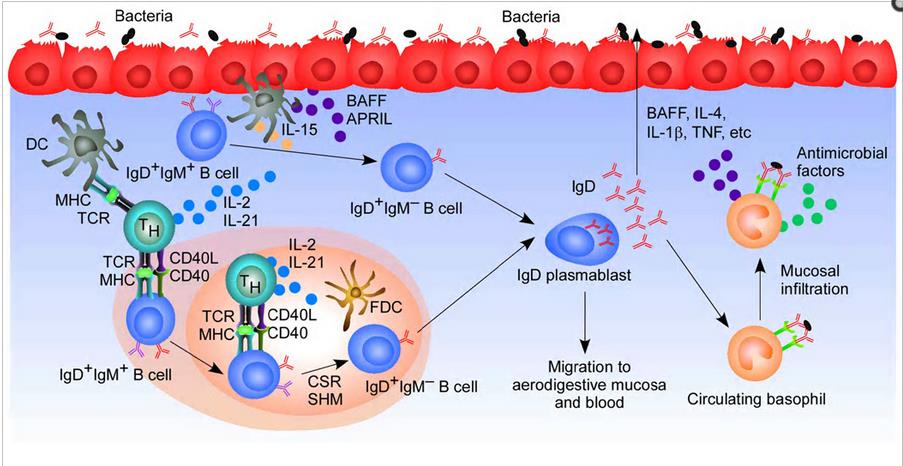 Szolubilis IgD 1. T sejt függő válasz: Mucosa Dc sejtek aktiválják a Th sejteket lokálisan Th sejtek aktiválják az IgM+/IgD+ B sejteket a follikulusban (CD40-CD40L; IL-2; IL21) 2.