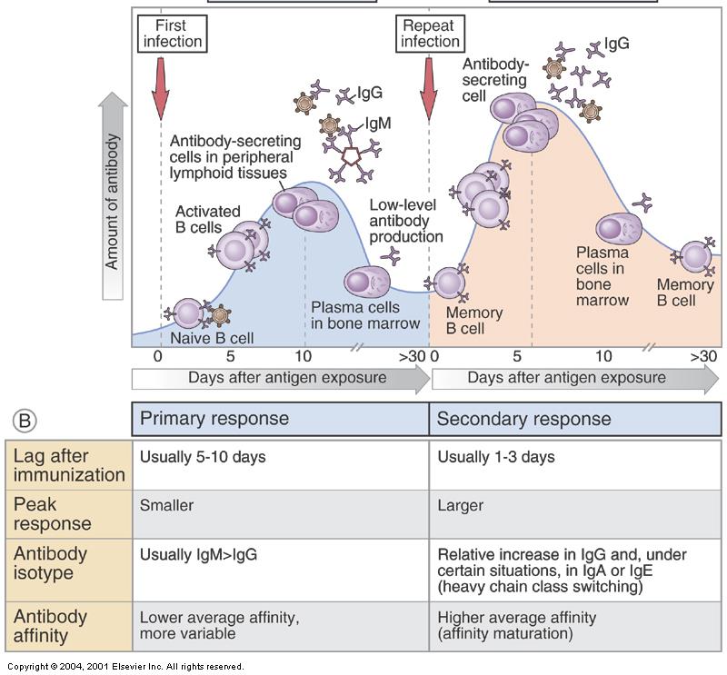 A humorális immunválasz fázisai Ag expozició Válasz amplitúdó Antitest izotípus Antitest affinitás Elsődleges Másodlagos 5-10 nap 1-3 nap