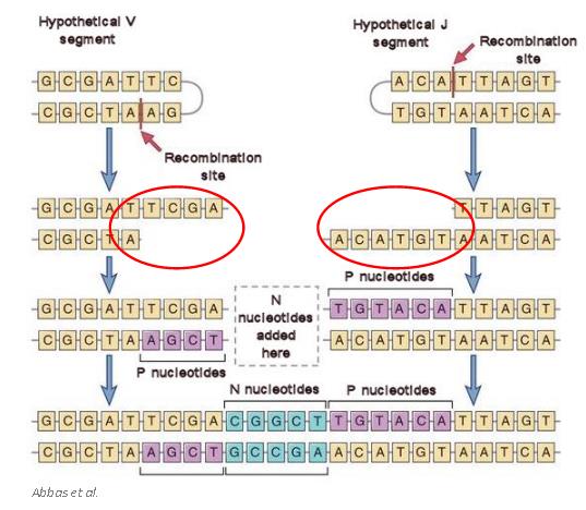 Emlékeznek? Junkcionális (kapcsolódási) diverzitás A RAG enzimek által elvágott DNS szakaszok pontatlan összeillesztésének korrekciója: NUKLEOTIDOK ADDÍCIÓJA 1. TdT: max.