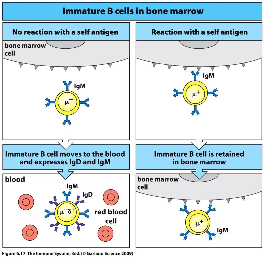 SZELEKCIÓS FOLYAMATOK A CSONTVELŐBEN Cél: A saját antigének felismerésére képes BCR-t expresszáló klónok (autoreaktív B sejtek) eliminációja A sajátot toleráló B sejtek kijutnak a perifériára, a