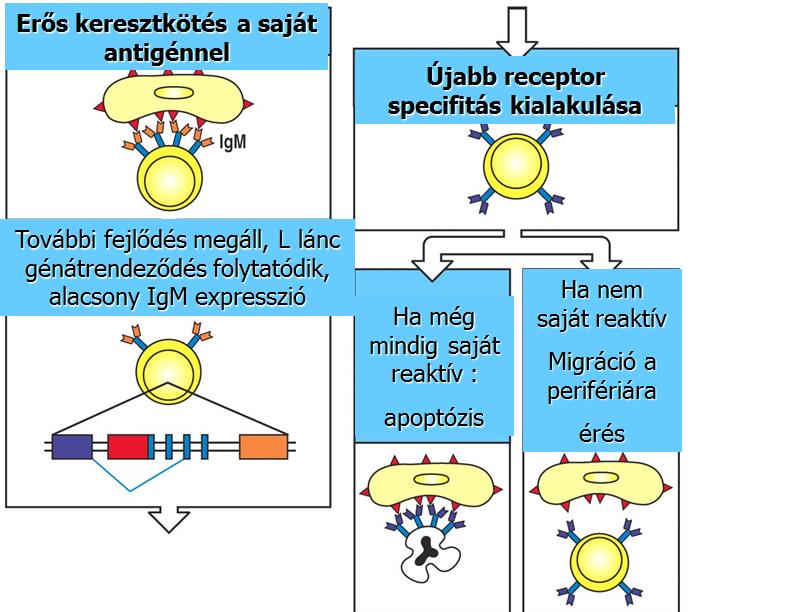 Receptor editing Az újabb könnyűlánc megmentheti az autoreaktív sejteket,