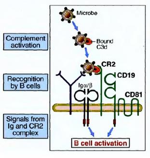 BCR keresztkötés B sejt