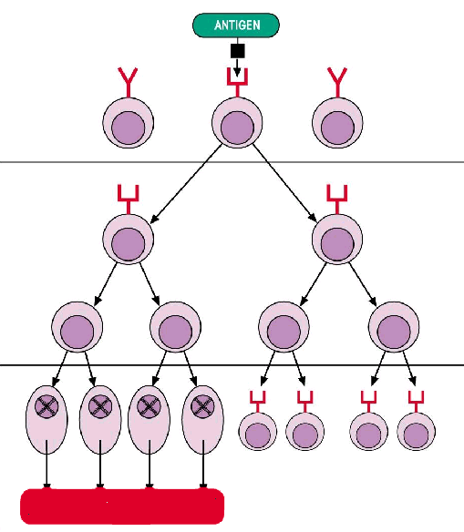 A centrum germinativumban plazmasejtté differenciálódás és memória sejtek kialakulása zajlik Aktiváció