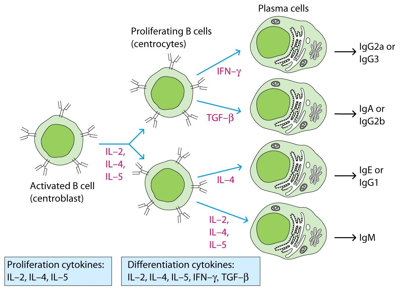 A T sejtek által termelt citokinek