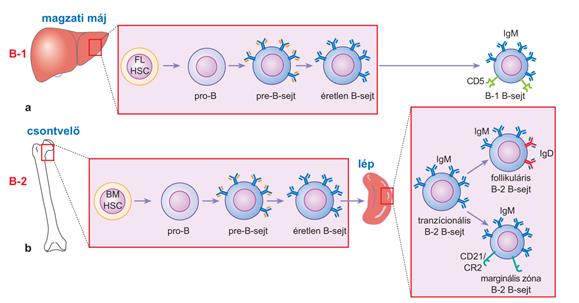 B sejt alpopulációk FL HSC Fetal Liver Hematopoetic Stem Cell B-1 sejtek (CD5+ B) BM HSC Bone Marrow Hematopoetic Stem Cell