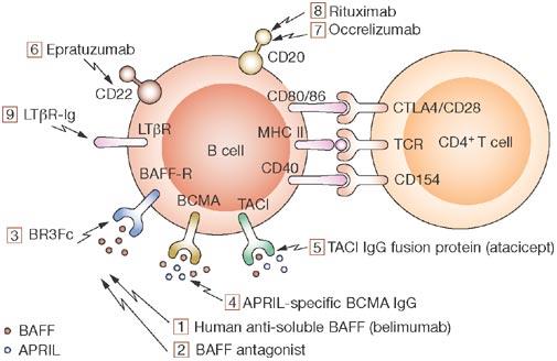 Anti-B sejt terápiás lehetőségek Nature