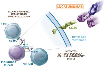 Terápiás anti-cd40 monoklonális ellenanyagok (Non-Hodgkin s or Hodgkin s Lymphoma ) CD40 fokozottan expresszálódik aktivált B sejteken és malignusan transzformálódott B sejteken.