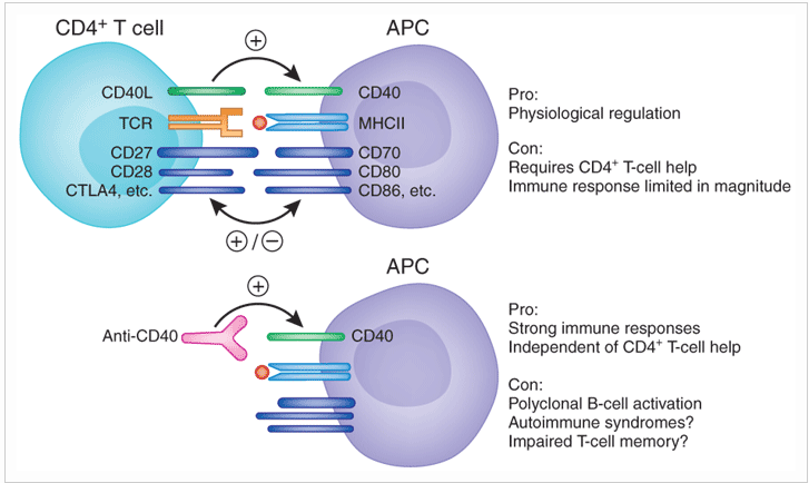 CD40 ligands as vaccine adjuvants?