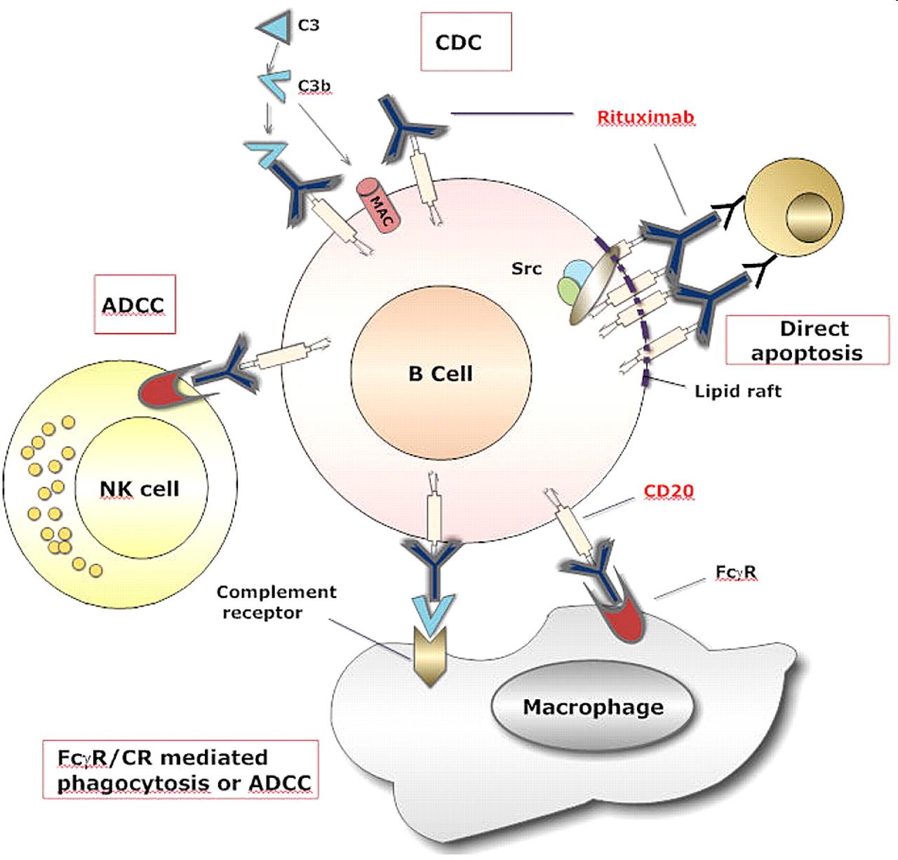 Rituximab (anti-cd20) anti-b sejt terápiás antitest agresszív B- sejtes lymphomák (pl.