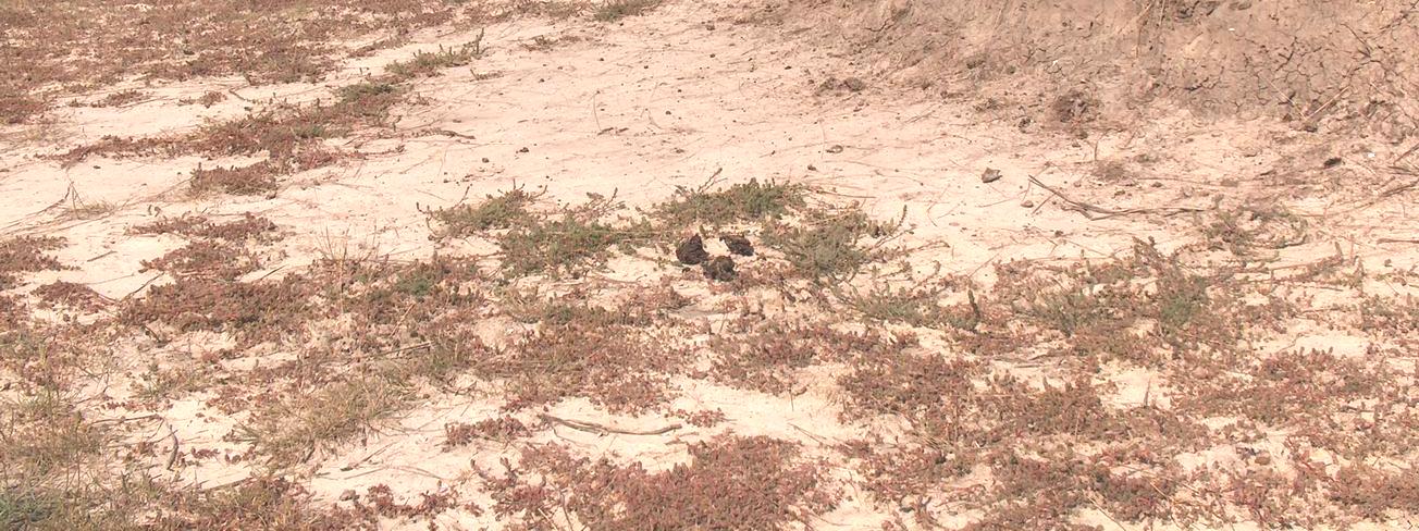 Székek (HUDI20046) Több foltban elhelyezkedõ vakszikes foltokkal és szikes tómedrekkel tarkított legelõk és rétek együttese. A szikpadkák tetején több helyen fajgazdag löszgyepek vannak.