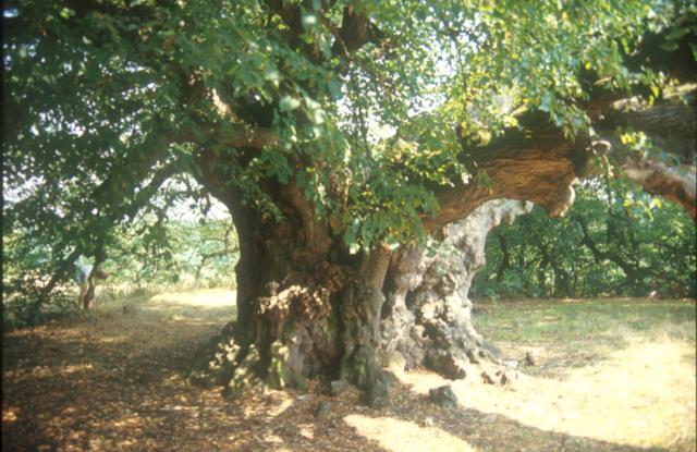Tiszakürti Arborétum Természetvédelmi Terület Tiszakürtön a két Bolza-generáció az évtizedek során neves parkot formált az egykori ártéri erdõ szép, idõs fáinak meghagyásával, kibontásával, illetve