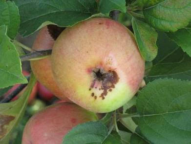 Fordítsunk kellő figyelmet az almamolyra. Nézzük meg a permetezési naplónkban az utolsó almamoly elleni kezelés időpontját.