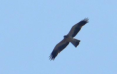Törpe sas (Aquila pennata) 6. Foto: Balogh Gábor Státusz: Ritka vonuló Megfigyelése: 2011.