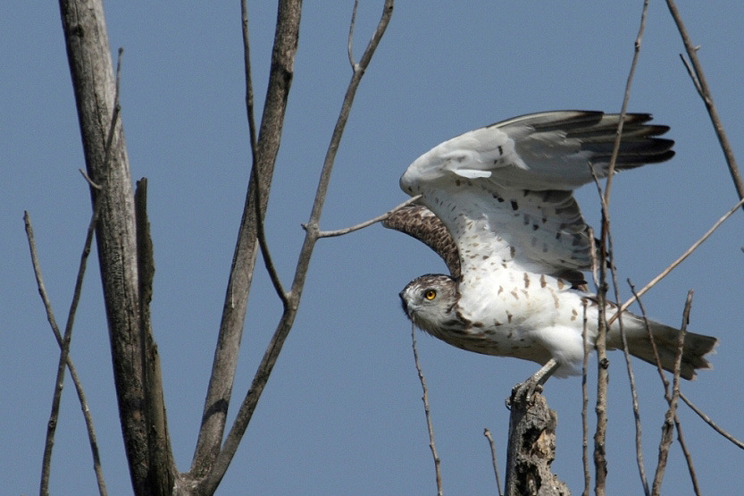 Kígyászölyv (Circaetus gallicus) 7. Fotó: Balogh Gábor Státusz: Rendszeres vonuló. Helyi előfordulása: Mindhárom pusztafolton megfigyelhetőek, de legnagyobb egyedszámban a Kopáncsi-pusztán láthatóak.