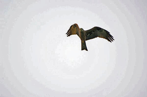 Barna kánya (Milvus migrans) 8. Fotó: Mészáros Csaba Státusz: Ritka vonuló.