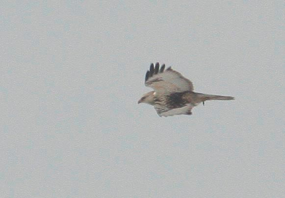 Gatyás ölyv (Buteo lagopus) 13. Fotó: Balogh Gábor Státusz: Rendszeres téli vendég. Helyi előfordulása: Bármelyik pusztafolton előfordulhat, illetve a környező szántóföldeken.