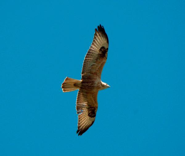 Pusztai ölyv (Buteo rufinus) 14. Fotó: Mészáros Csaba Státusz: Rendszeres vonuló, az év bármely szakában látható. Helyi előfordulása: Bármelyik pusztafolton megfigyelhetőek.