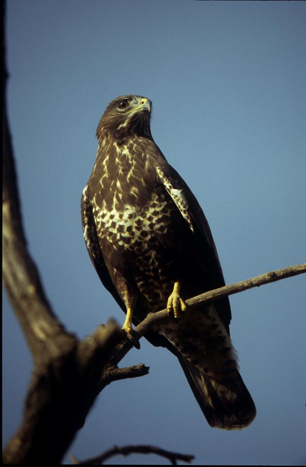 Egerészölyv (Buteo buteo) 15. Fotó: Engi László Státusz: Állandó, költő faj. 15-30 pár. Helyi előfordulása: Bármelyik pusztafolton előfordul.