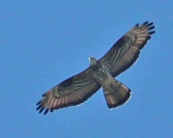 Darázsölyv (Pernis apivorus) 16. Fotó: Balogh Gábor Státusz: Alkalmi kóborló. Helyi előfordulása: Bármelyik pusztafolton előfordulhat.