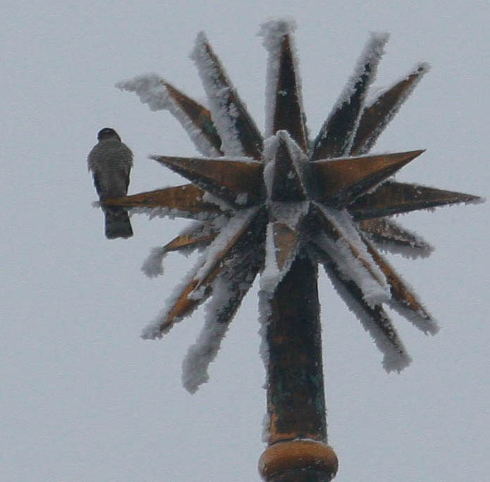 Karvaly (Accipiter nisus) 17. Fotó: Balogh Gábor Státusz: Állandó, költő faj. 1-2 pár. Helyi előfordulása: Mindhárom pusztafolton előfordul. Megfigyelése: Jelenlétük augusztustól áprilisig folyamatos.