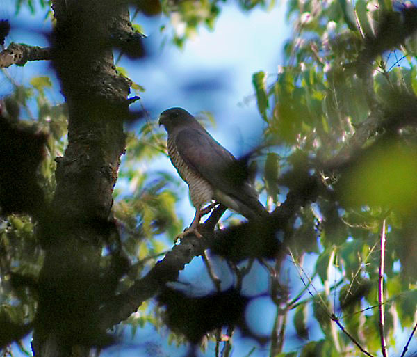 Héja (Accipiter gentilis) Státusz: Alkalmi kóborló. Helyi előfordulása: A puszták perifériáját övező erdők, facsoportok körül fordul elő, magányosan.