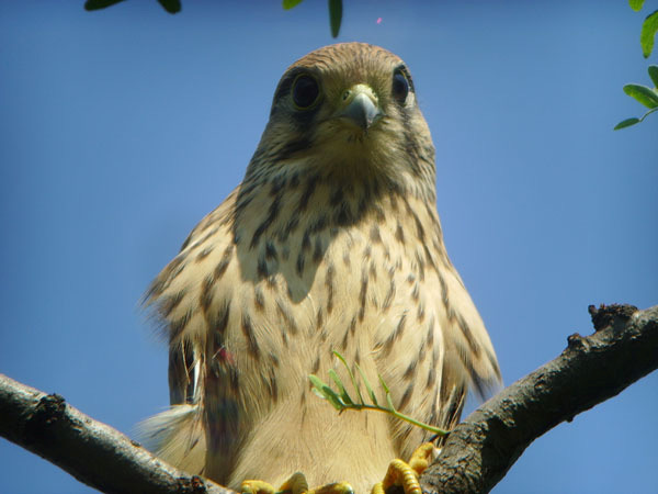Falconidae Vörös vércse (Falco tinnunculus) Fehér-tavi Ornitológiai Tábor 20. Fotó: Engi László Státusz: Állandó, költő faj. 120-130 pár. Helyi előfordulása: Bármelyik pusztafolton megfigyelhető.