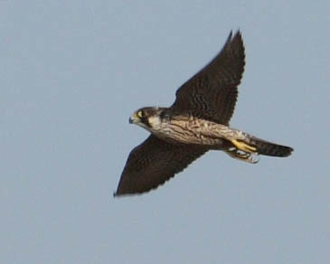 Vándorsólyom (Falco peregrinus) 23. Fotó: Balogh Gábor Státusz: Alkalmi kóborló Helyi előfordulás: Bármelyik pusztán megfigyelhető, az év bármely szakában.