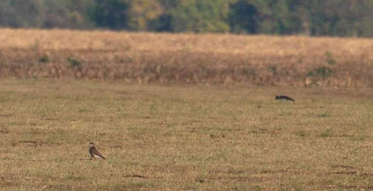 Kis sólyom (Falco columbarius) 25. Fotó: Balogh Gábor Státusz: Rendszeres téli vendég. Helyi előfordulása: Mindhárom pusztafolton megfigyelhető.