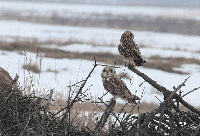 Réti fülesbagoly (Asio flammeus) Fehér-tavi Ornitológiai Tábor 27. Fotó: Balogh Gábor Státusz: Alkalmi költőfaj, rendszeres téli vendég.
