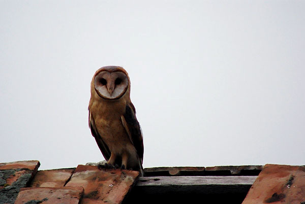 Gyöngybagoly (Tyto alba) 28. Fotó: Mészáros Csaba Státusz: Állandó, költő faj. 1-3 pár. Helyi előfordulása: A pusztában hodályokban, birkasupákban költ.