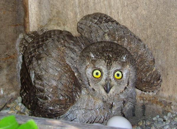 Füles kuvik (Otus scops) 29. Fotó: Engi László Státusz: Alkalmi költőfaj. 1pár Helyi előfordulása: 2007-ben, és 2008-ban került elő a Montág-pusztán. Megfigyelése: 2007 június 6.