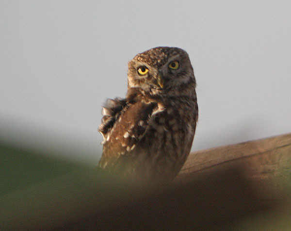 Kuvik ( Athene noctua) 30. Fotó: Engi László Státusz: Állandó, költő faj. 15-30 pár.
