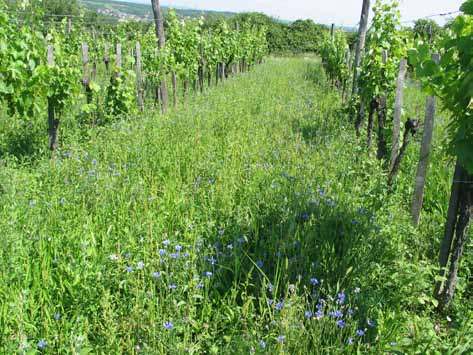 1. ábra Füves-gyógynövényes takarónövényzet A szőlősorközökben a takarónövényzet fokozza a csapadékvíz beszivárgásának gyorsaságát, amely intenzívebb gyökérnövekedéshez vezet, ezzel csökkentve a