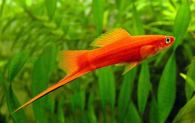 Oldal 1/5 Xiphophorus helleri - MEXIKÓI KARDFARKÚ HAL Xiphophorus helleri - MEXIKÓI KARDFARKÚ HAL Red xifó ELSŐ LEÍRÓJA: HECKEL 1848 CSALÁD: POECILIIDAE MÉRET: 10 cm C: 23-27 ph: 7-8 Nk: 7-20