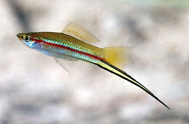 Oldal 4/5 Legutolsó frissítés: 2015 június 08-21:36:27 Katalógus ID: 39 Xiphophorus helleri -