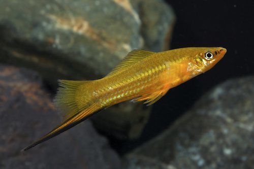 Oldal 5/5 Xiphophorus helleri - MEXIKÓI KARDFARKÚ HAL Ananász xifó