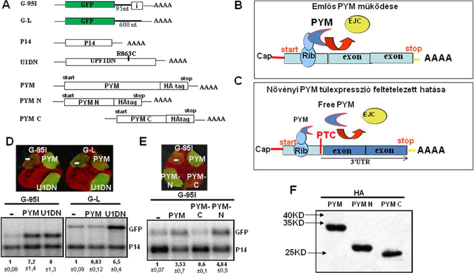 Eredmények 8. Ábra: A növényi PYM feltehetően az EJC reciklizációját végzi. (A) A kísérletben használt konstrukciók rajza.