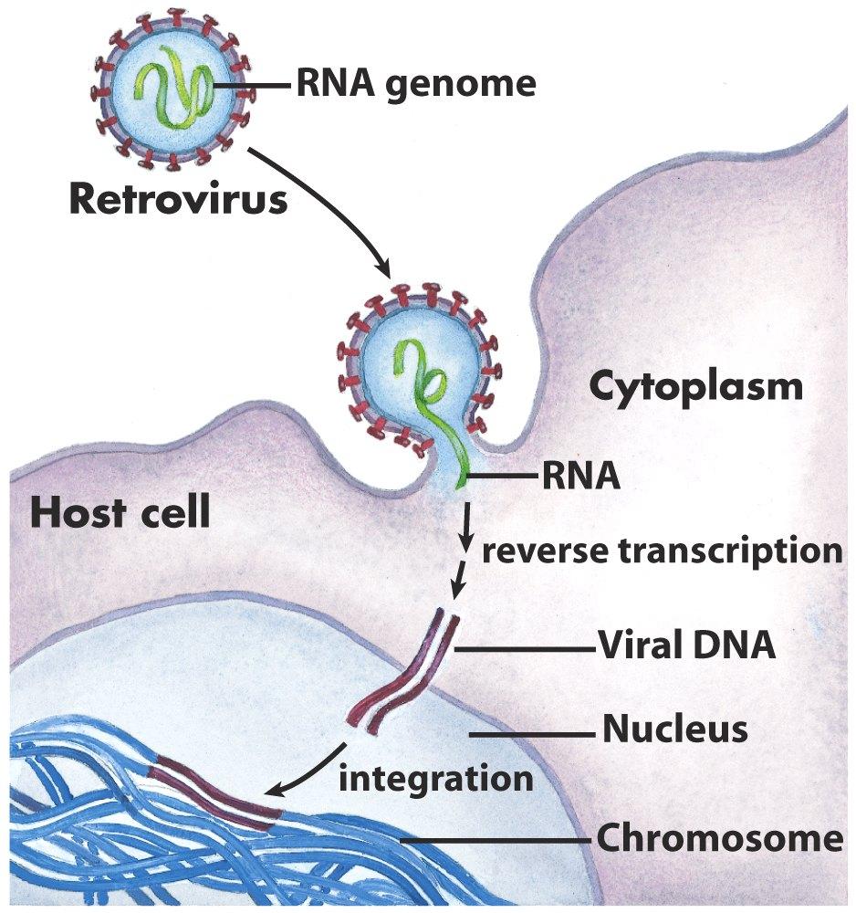 A retrovírusok fertőzési mechanizmusa 1 RNS genom Retrovírus Citoplazma