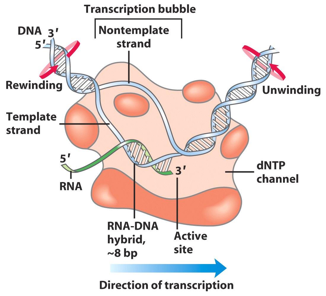 Transzkripciós buborék DNS Újratekeredés Kódoló szál 5-3 Kitekeredés Templát szál