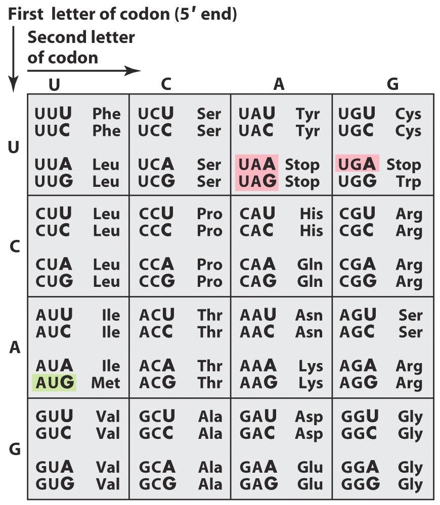 A genetikai kód Aminosav kar trns TψC