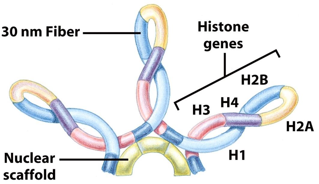 DNS Eukarióta kromatin nyugalmi szerkezete Gyöngyök a fonálon kromatin forma 30 nm szál Egy hurok (75000 bázis) Egy rozetta (6 hurok) Egy