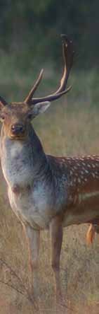 Dám vadászat - Damwild - Fallow deer Dámbika Damhirsch Fallow buck Trófeasúly Geweihgewicht Weight of antlers kg /10 g > 1,99 450.- 2,00 2,49 500.- + 6.- 2,50 2,99 800.- + 6.- 3,00 3,49 1100.- + 10.