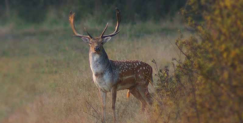 Tehén, ünő elejtés Abschuss von Damtier, Schmaltier Shooting rate of Doe, young Doe 100.- Borjú elejtés Abschuss von Kalb Shooting rate of Fawn 80.- Vadászati idény Jagdzeit Hunting season 10.01.-02.