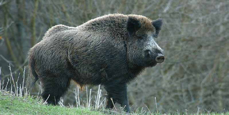 Koca (50 kg-tól), Kan (11,95 cm-ig) Bache (ab 50 kg), Keiler (bis 11,95 cm) Sow (from 50 kg), Tusker (up to 11,95 cm) 250.- Süldő (20-49 kg) Überläufer (ab 20 kg bis 49 kg) Pig (20-49 kg) 145.