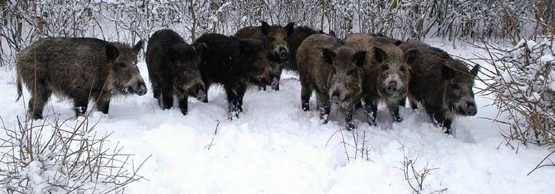 Társas vadászat 2 napos pausálprogram Gesellschaftsjagd, zweitägiges Pausalprogram Team hunting 2-day Pauschalprogram Résztvevők száma Zahl der Teilnehmer Nr.