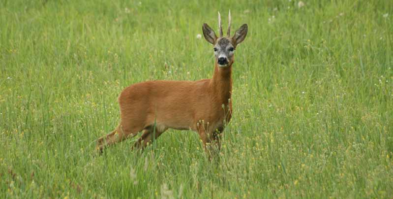 Suta, gida elejtés Abschuss von Ricke, Kitz Shooting rate of Doe, Kid 50.- Vadászati idény Jagdzeit Hunting season 10.01.-02.28.