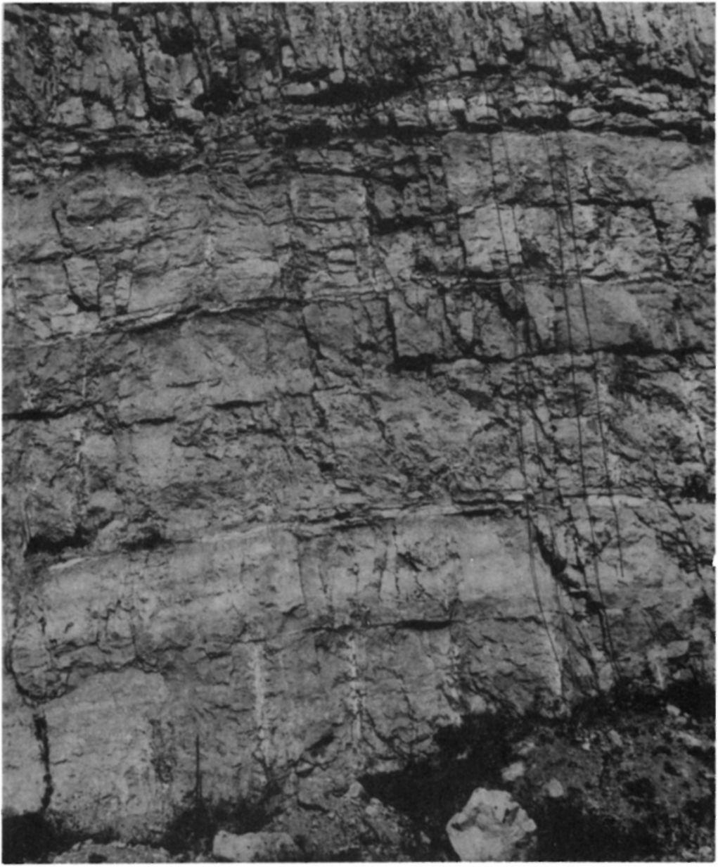 HAAS ].: A Gerecse felső triász karbonát platform képződményei 281 17. ábra. Lofer-ciklusos Dachsteini Mészkő a Gorba kőfejtő felső bányaudvarában Fig. 17. Lofer cyclic Dachstein Limestone in the upper yard of the Gorba Quarry A legteljesebb szelvényt a Tba-3.