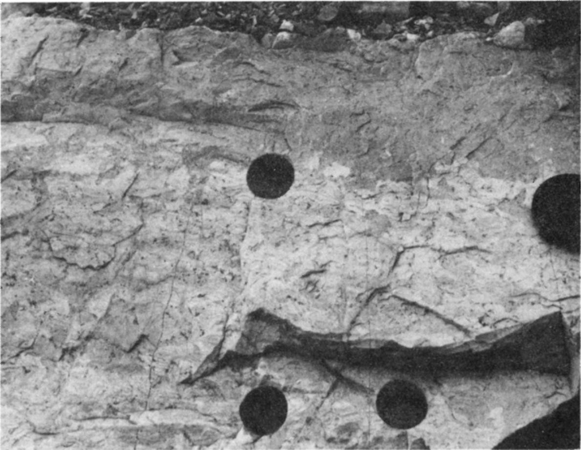 282 Földtani Közlöny 125/3-4 18. ábra. Vékony paleotalaj réteg (A-tag) a Gorba kőfejtőben (a lyukak a paleomágneses mintavétel helyei) Fig. 18. Thin paleosol layer (member A) in the Gorba Quarry (the holes are sites of paleomagnetic sampling) 19.