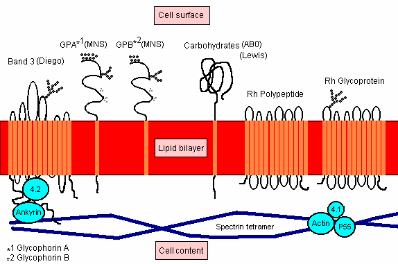 A vörösvérsejt antigének Felszíni molekulák Genetikai alapú rendszerezés 29 vércsoport rendszer Több száz antigén